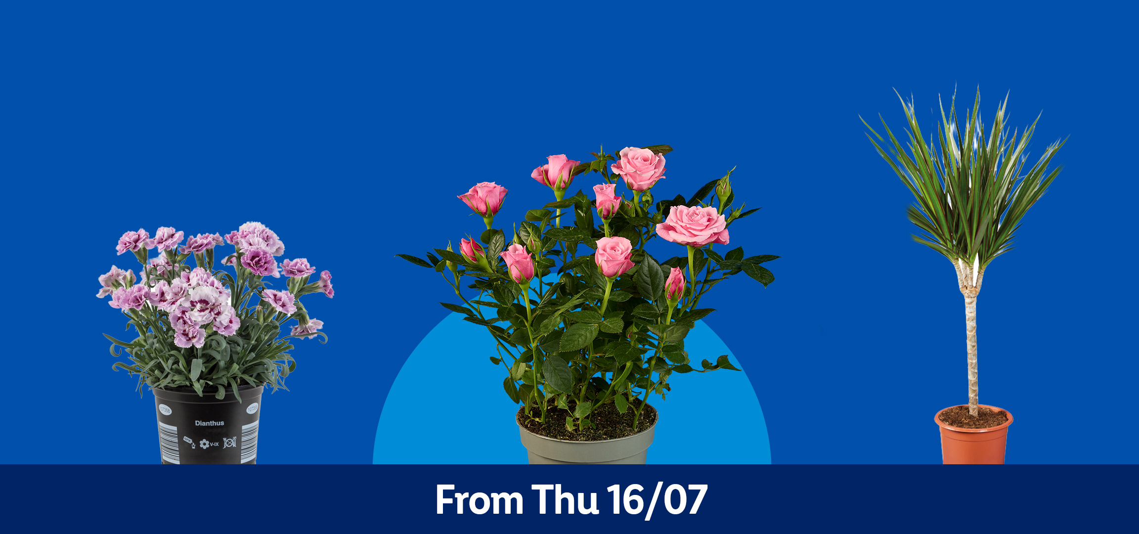 Potted plants including pink roses, a dracaena, and dianthus, available from Thursday 16/07.