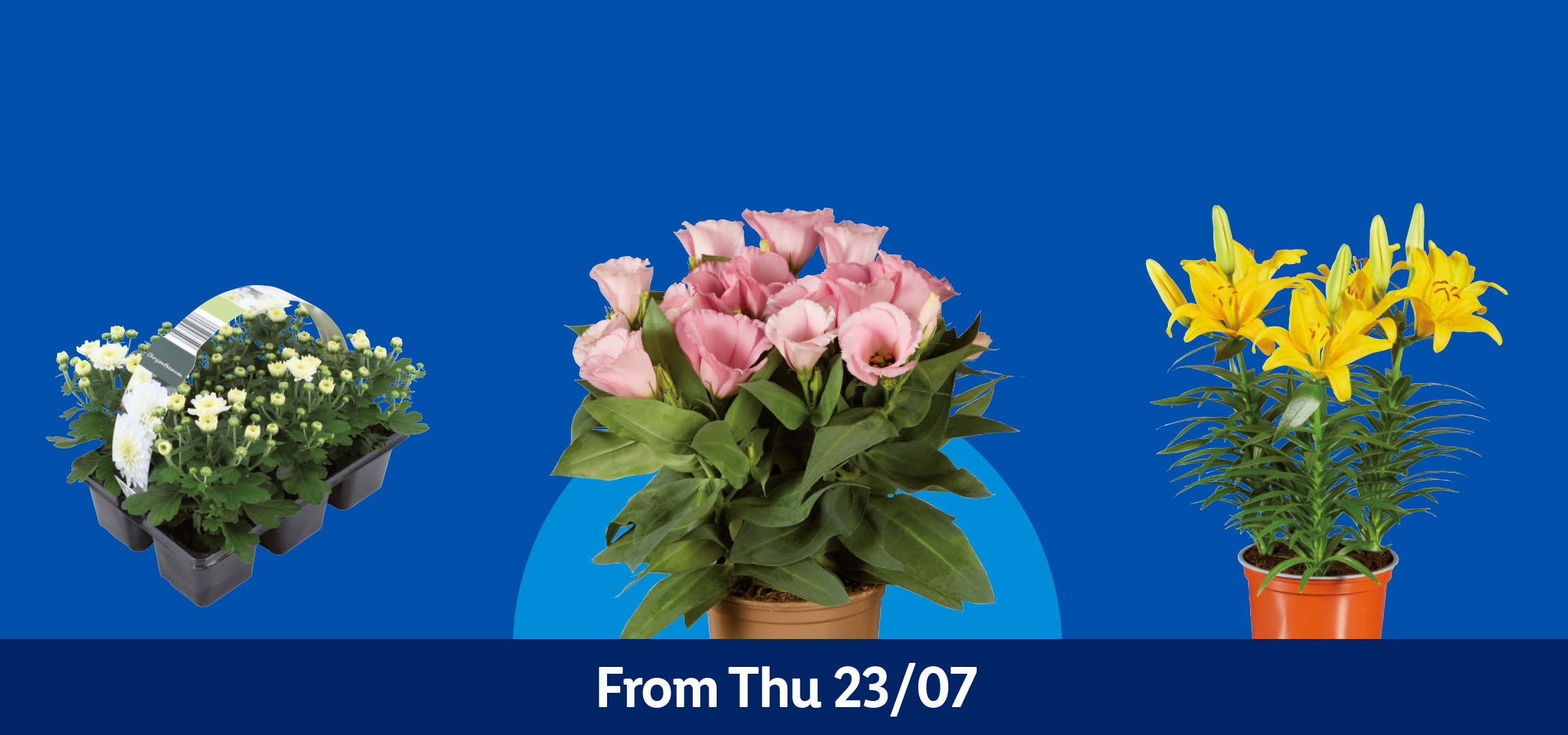 Various potted plants including succulents, pink eustoma, yellow lilies, and white chrysanthemums. From Thu 23/07.