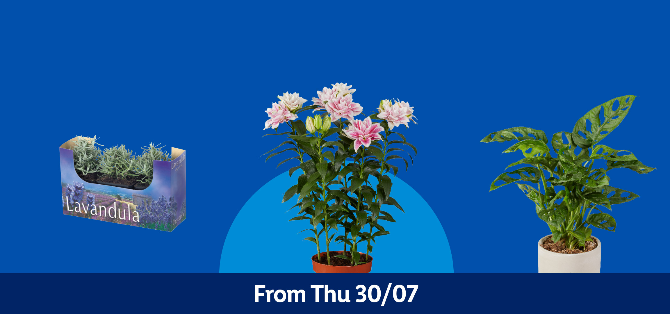 Potted plants: chili, pink lilies, Monstera, and lavender in a box. Text: From Thu 30/07.