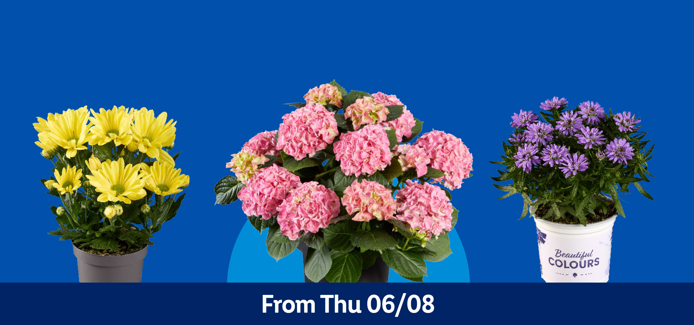 Potted lavender, pink hydrangeas, yellow chrysanthemums, and purple asters. From Thu 06/08.