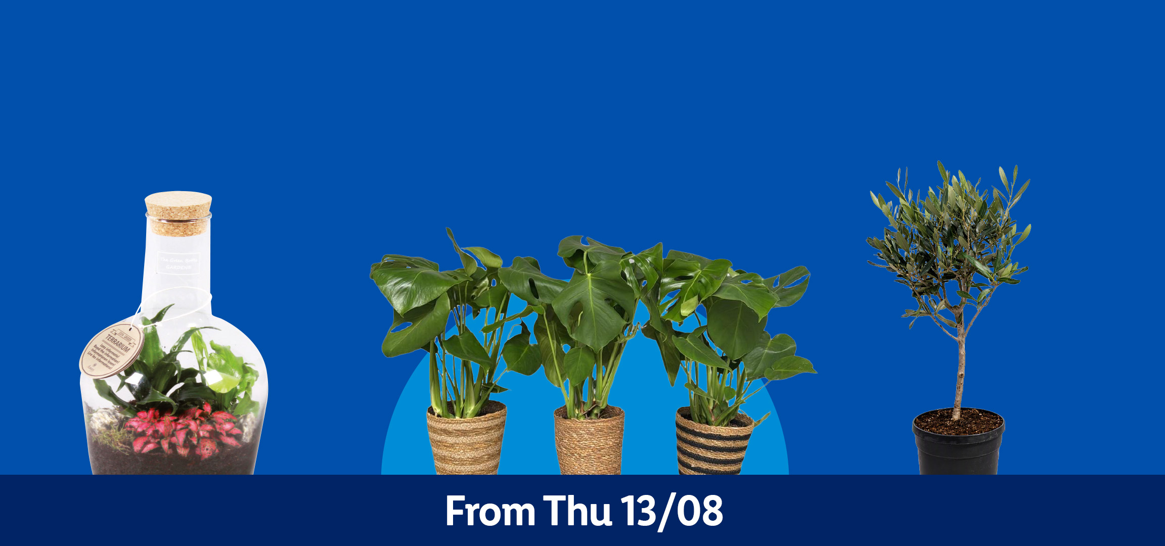 Orchids, Monstera plants, an olive tree, and a terrarium, available from Thursday 13/08.