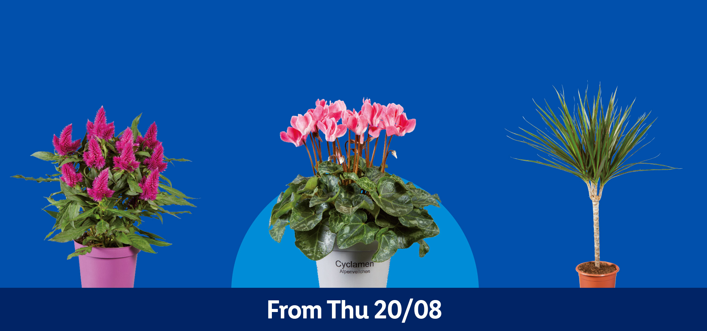 Four potted plants: ornamental grass, pink cyclamen, dracaena, and pink celosia, on a blue background. Text: From Thu 20/08.