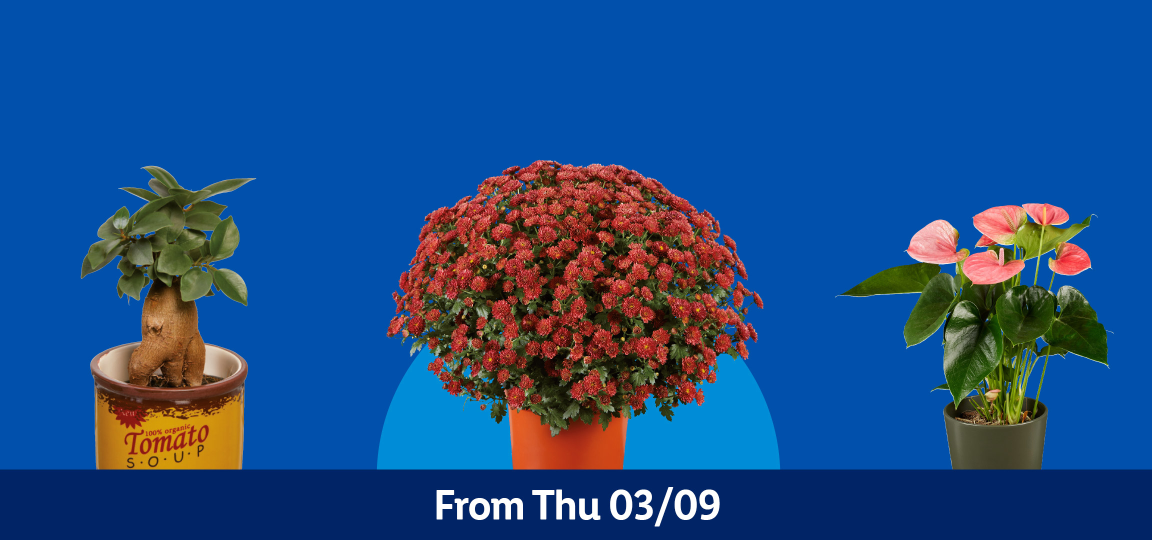 Various potted plants including a bonsai, a large red chrysanthemum, a dracaena, and an anthurium, with text 'From Thu 03/09'.