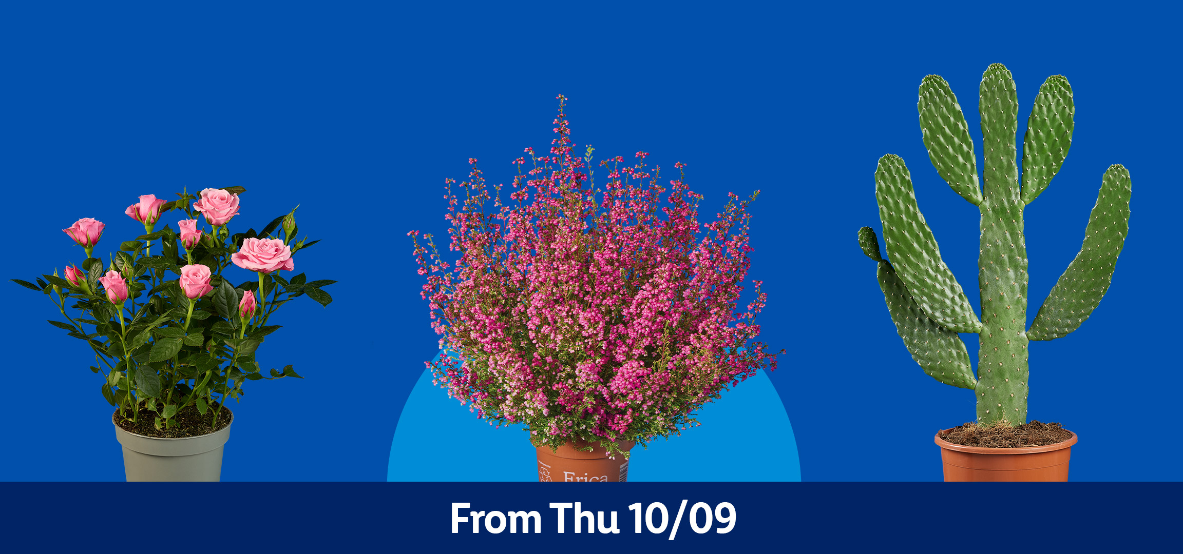 Potted pink roses, heather, cactus, and a leafy plant on a blue background. From Thu 10/09.