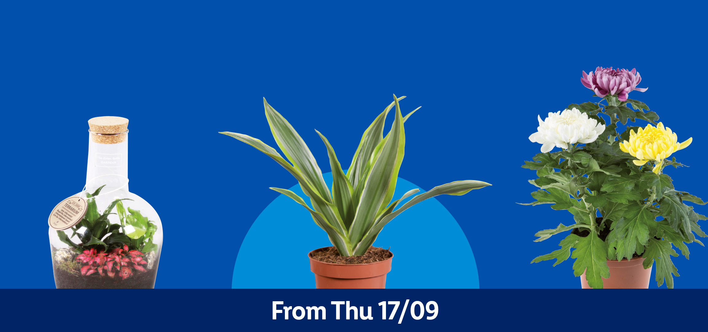 Plant picks