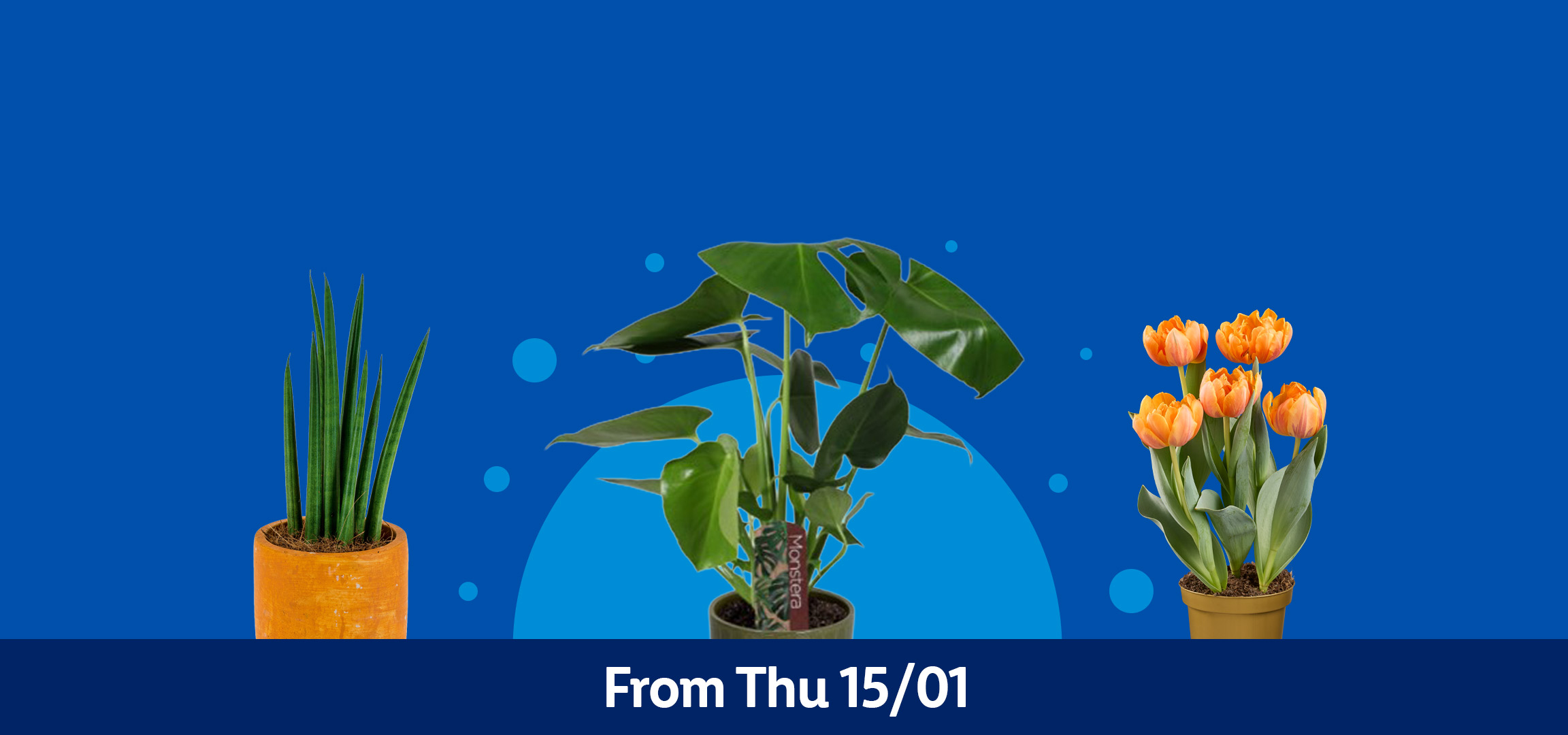 Four potted plants: snake plant, sansevieria, monstera, and orange tulips, on a blue background.