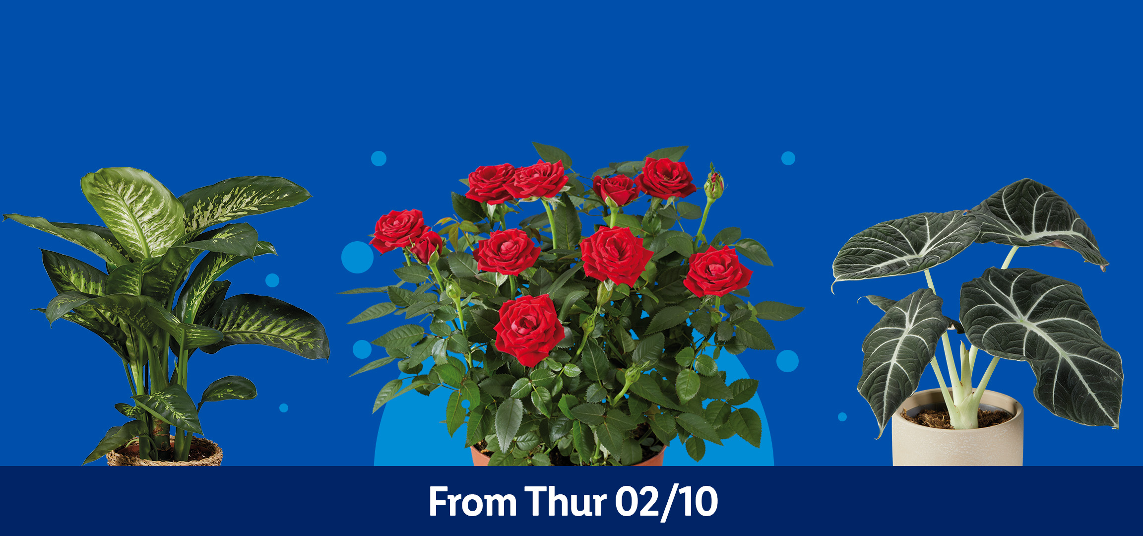 Three potted plants, including a leafy green plant, red roses, and a dark-leafed plant, on a blue background with text 'From Thur 02/10'