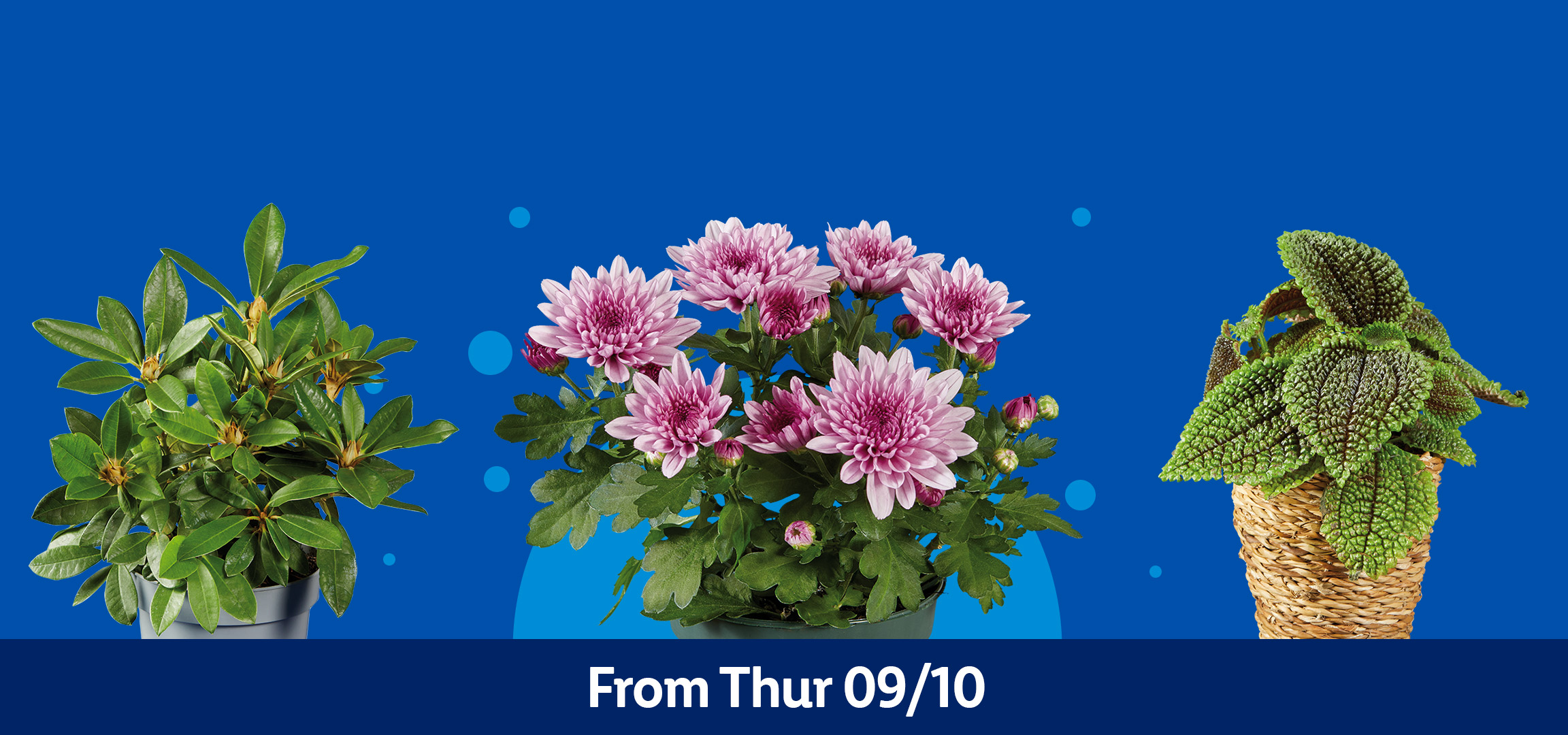 Four potted plants, including pink chrysanthemums, on a blue background with text 'From Thur 09/10'.