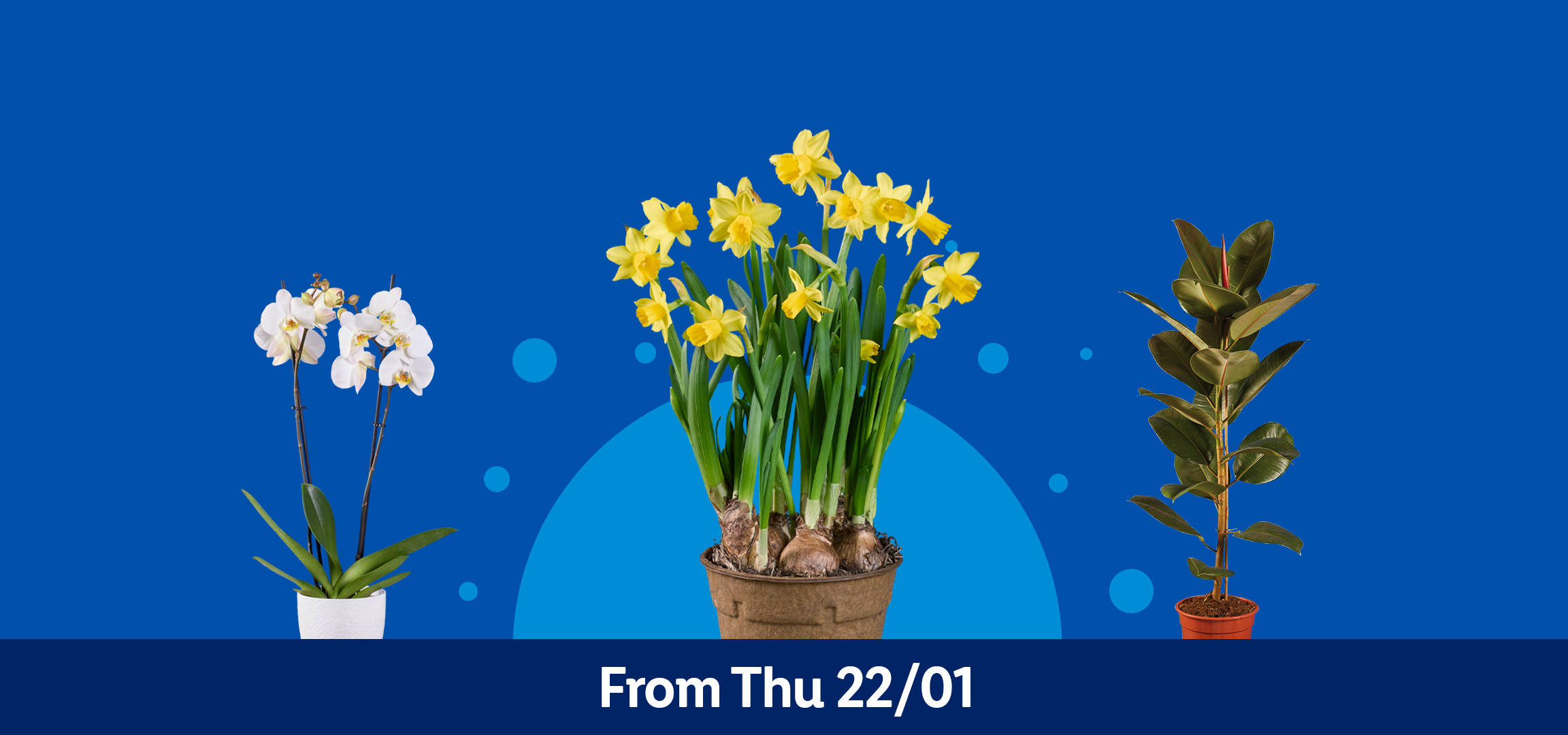 Orchids, daffodils, and a rubber plant with a pot, available from Thursday 22/01.