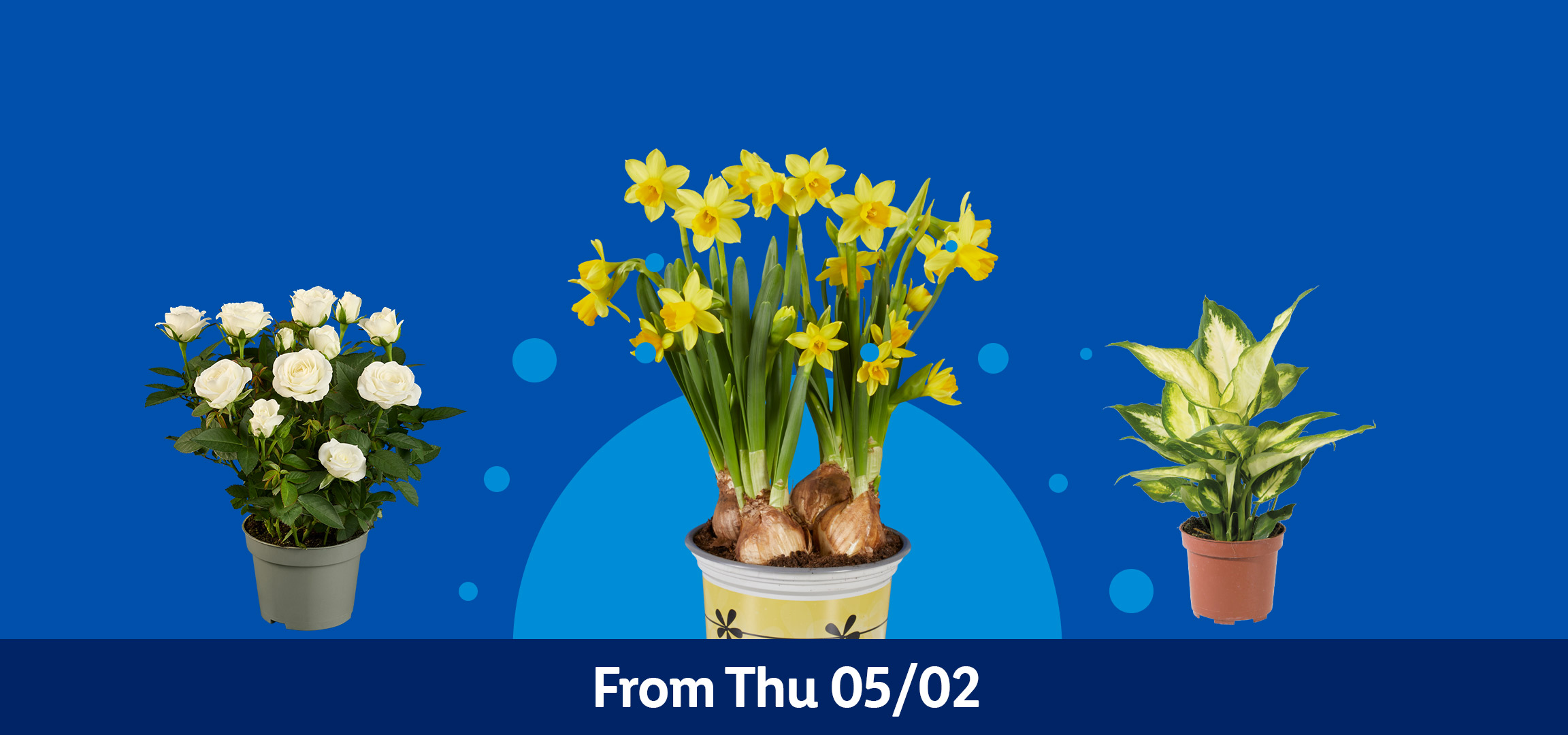 Potted white roses, yellow daffodils, a parlor palm, and a dieffenbachia plant on a blue background with text 'From Thu 05/02'.