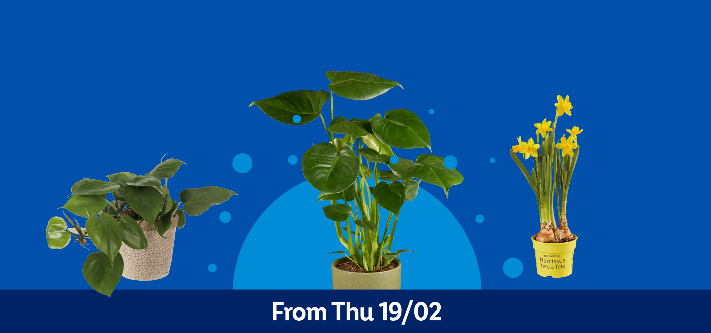 Four potted plants: two green leafy plants, yellow daffodils, and white orchids, available from Thu 19/02.