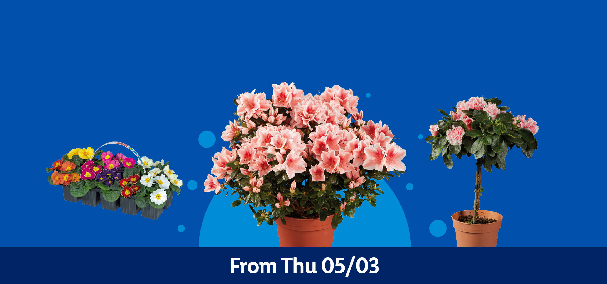 Various potted flowers including primroses, azaleas, and calla lilies, available from Thursday 05/03.