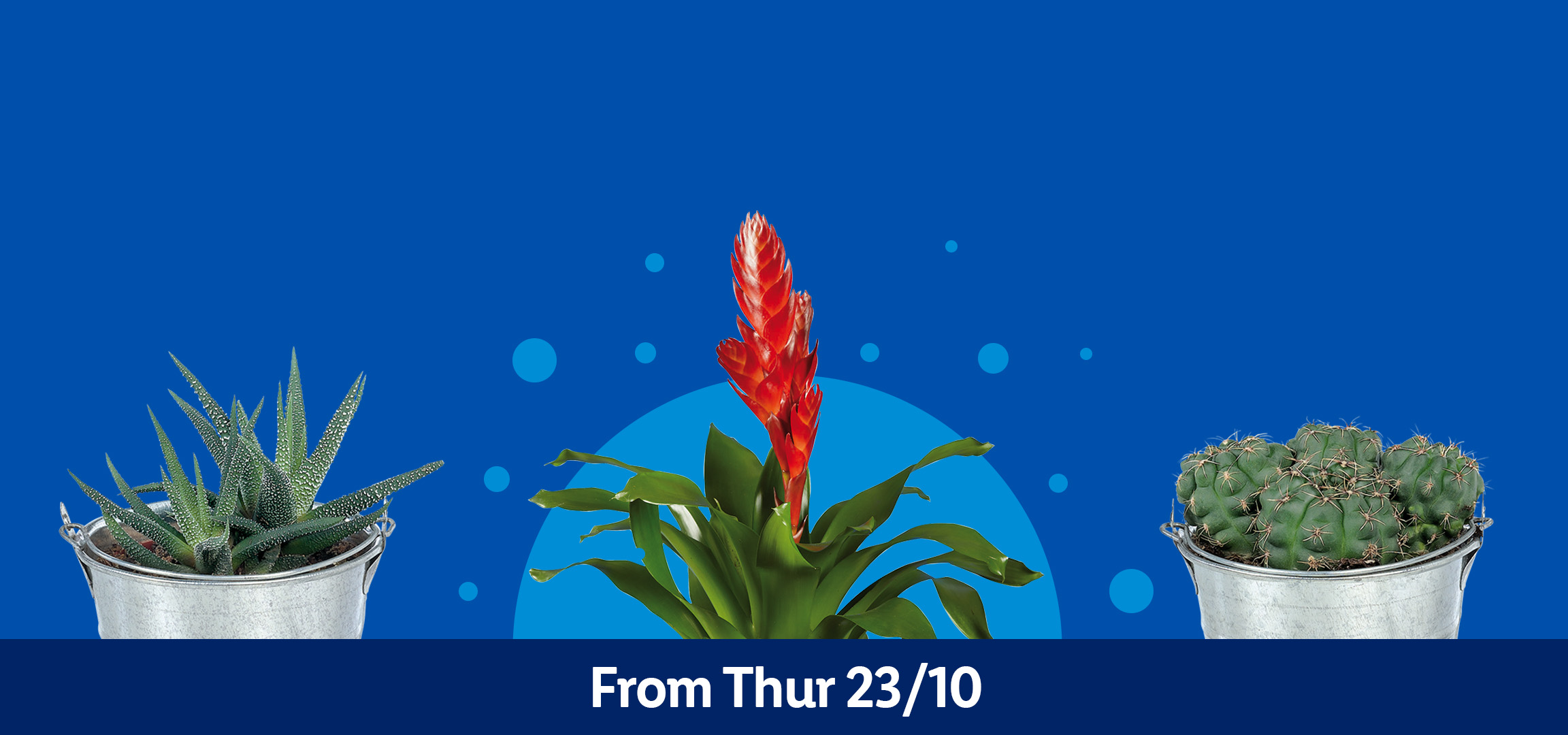 Various potted plants including succulents, a red bromeliad, orchids, and cacti, from Thursday 23/10.