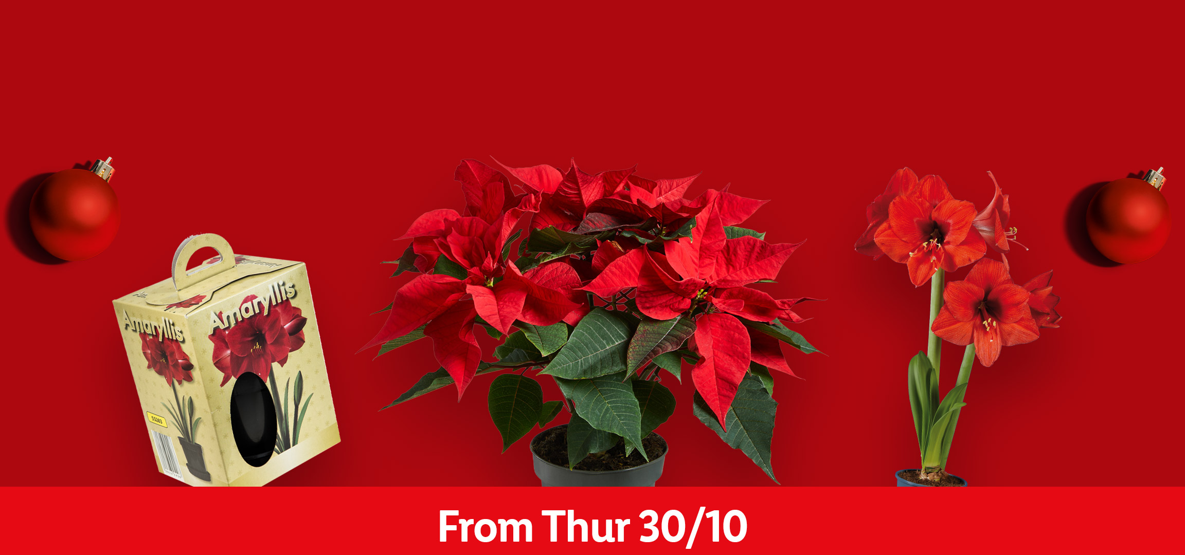 Christmas flowers: hyacinth, Amaryllis in a box, poinsettia, and potted Amaryllis. From Thursday 30/10.