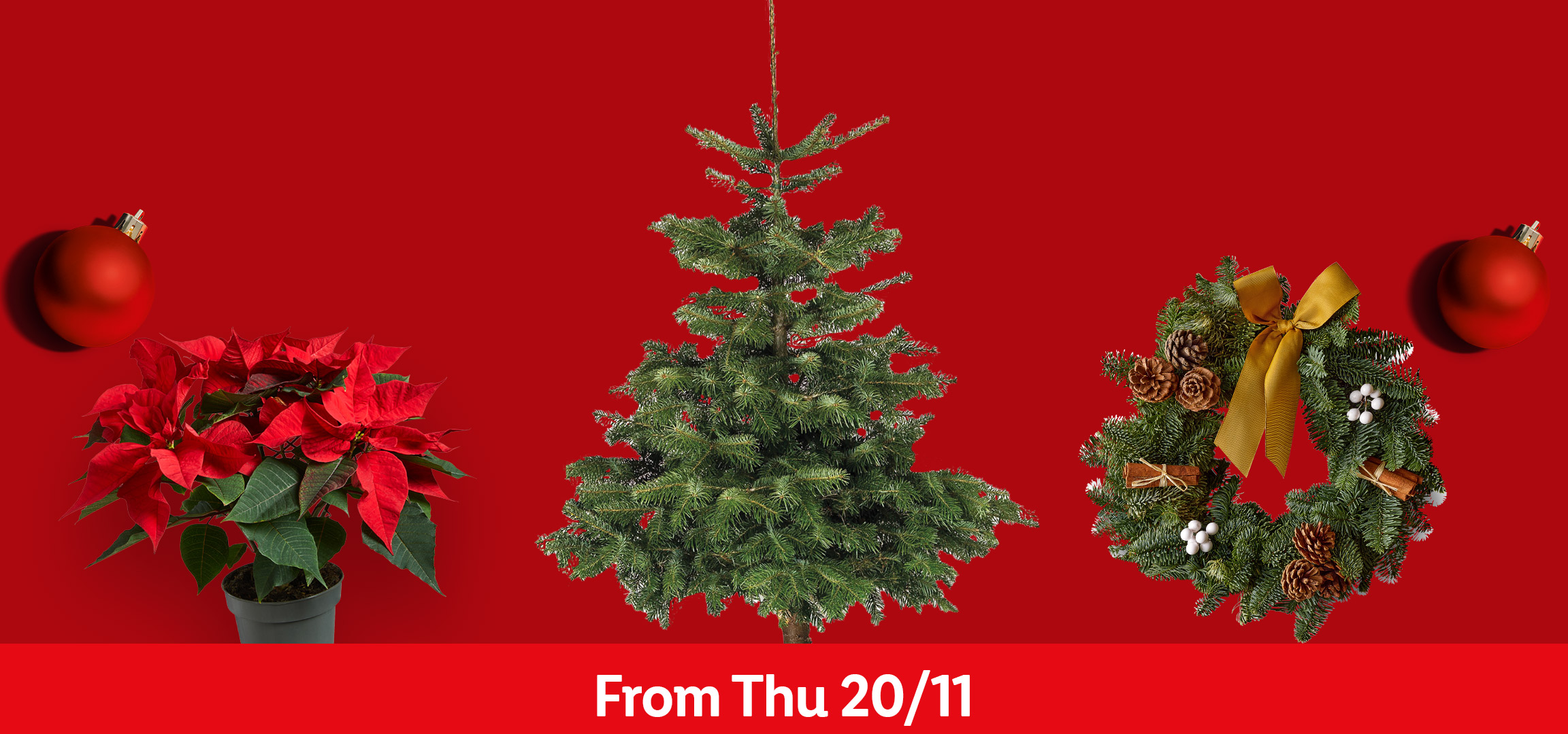 Christmas plants and decorations, including poinsettias, a Christmas tree, and a wreath.