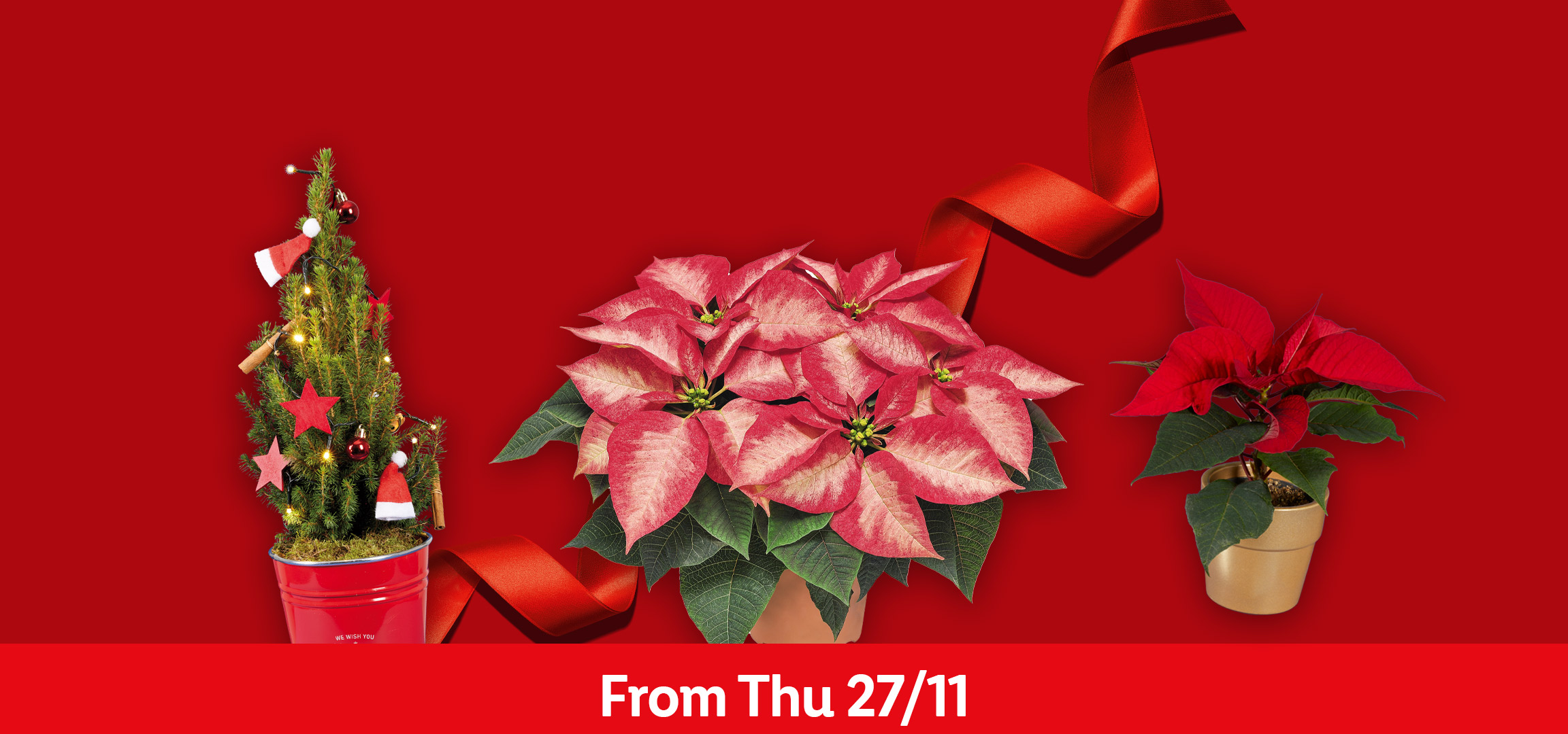 Poinsettias, dried orange slices, and a small Christmas tree on a red background. From Thu 27/11.