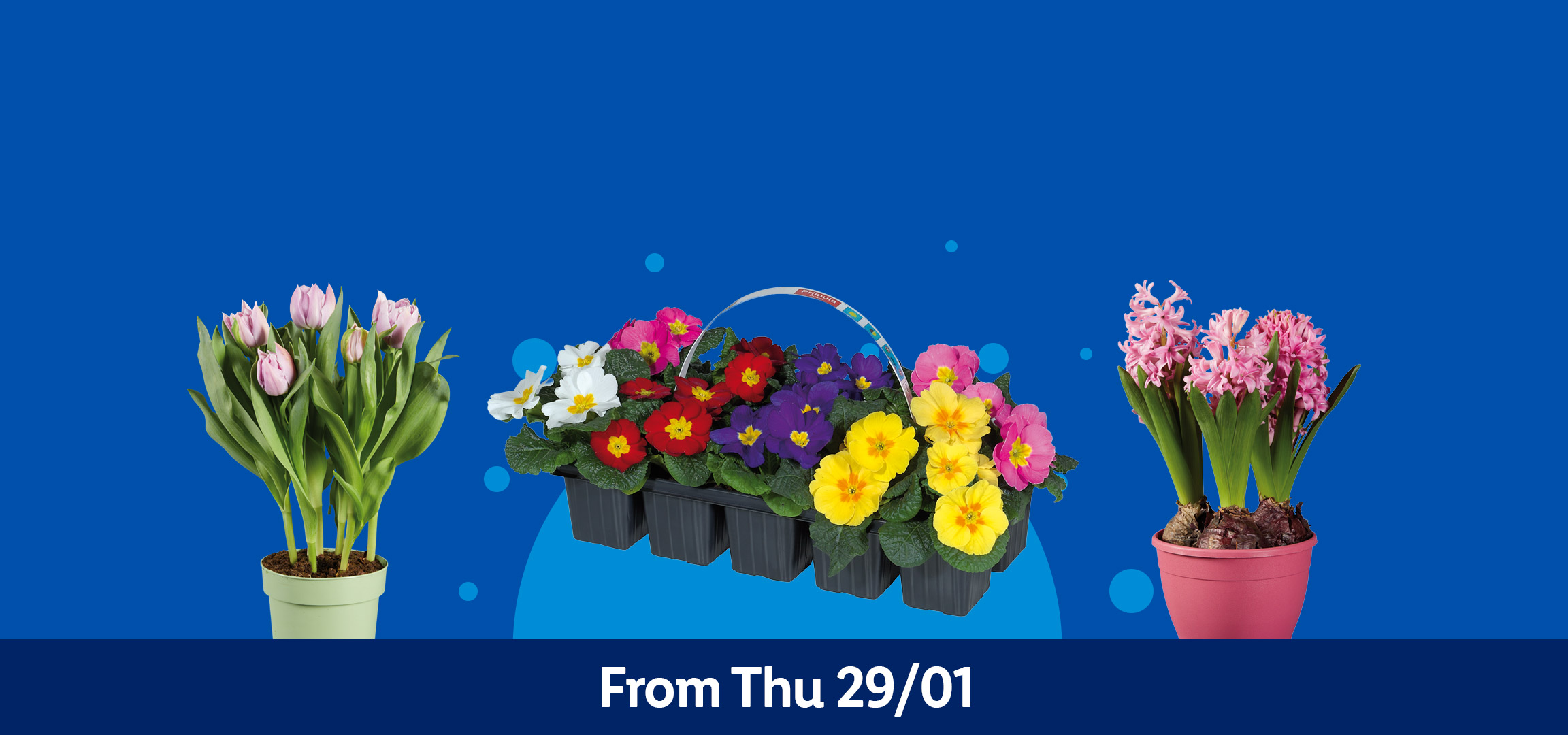 A variety of colorful flowers and flower bulbs, including primulas, hyacinths, and tulips, available from Thursday 29/01.