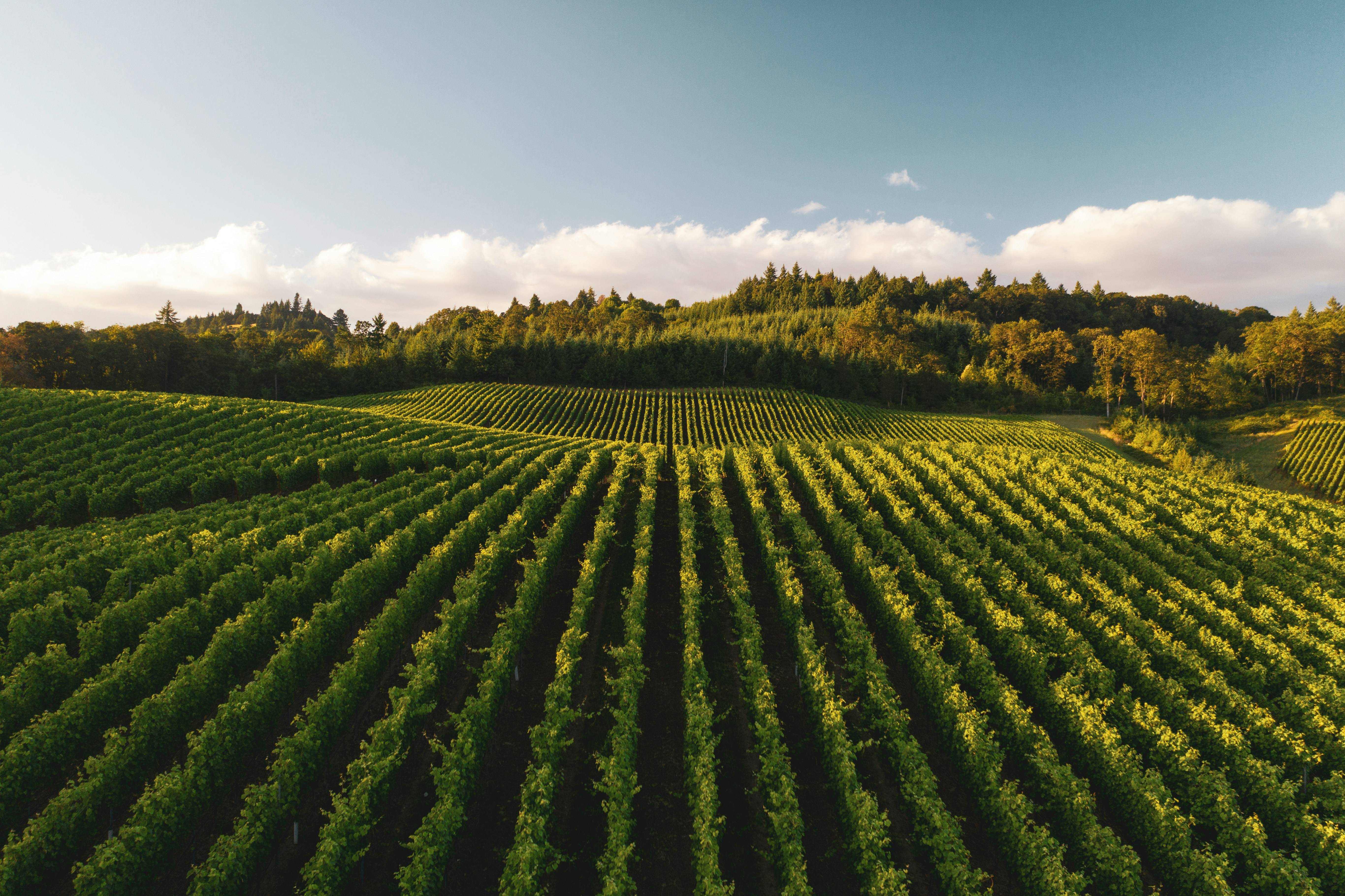 Panoramic view of a vineyard with rows of green grapevines on a sunny day
